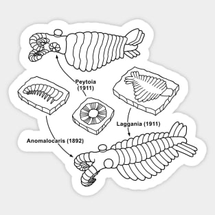 Anomalocaris and Associated Fossils Black Line Drawing Sticker